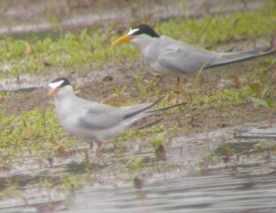 Least Tern