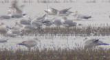 California Gull