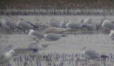 Iceland Gull