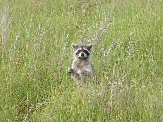 Raccoon