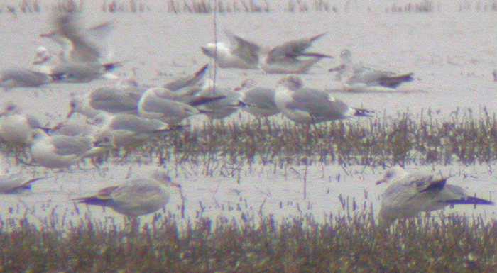California Gull