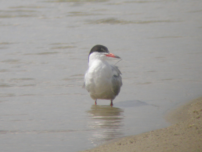 Common Tern