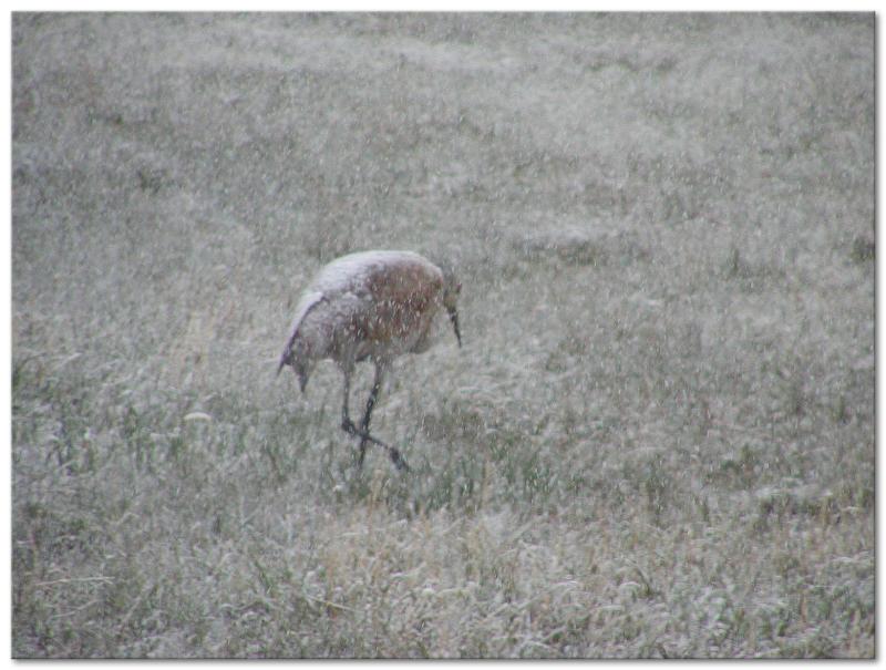 Sandhill Crane in a snowstorm