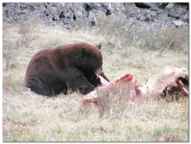 The bear hardly gives the coyote a second glance as he feeds