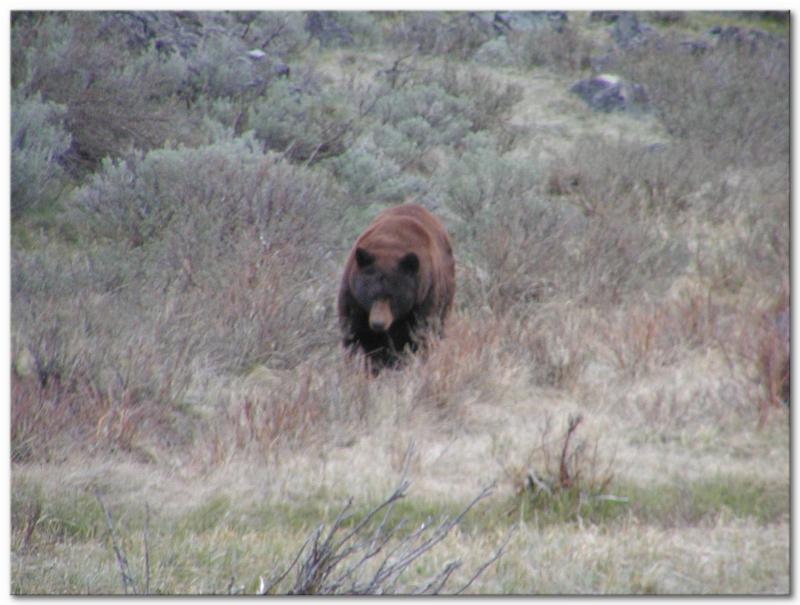 Soon a big brown phase black bear approaches and the black flees with out a fight