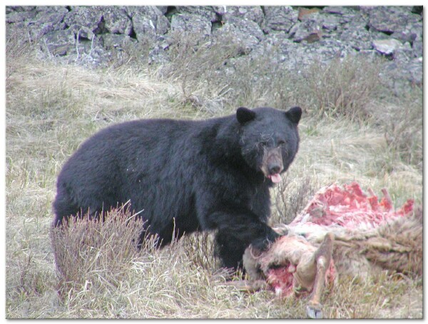  As I drove out looking to shoot some photos I came across this black phase black bear feasting  on a elk carcass