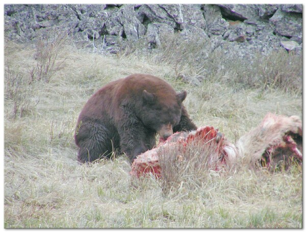 Cinnamon Phase Black Bear