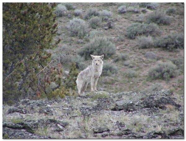 
 On the cliff directly above the bear a coyote watched in anticipation of a meal