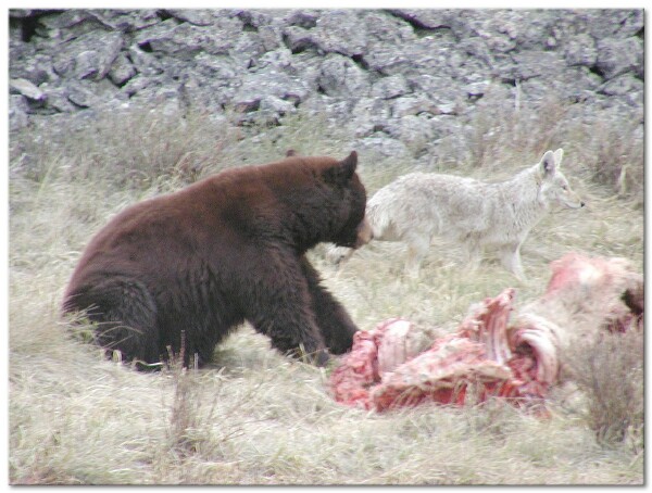 
 The coyote came down and circled the bear cautiously looking for the opportunity to grab a piece of meat