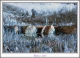 Three Rocks IR