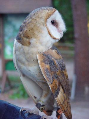 A Barn Owl.