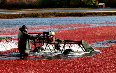 Cranberry Harvest in the Pinelands
