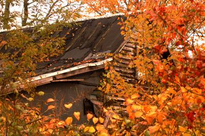 The woods are reclaiming a Piney Shack