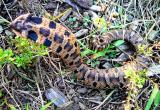 Hognose Snake Release