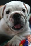 Lardon the English bulldog