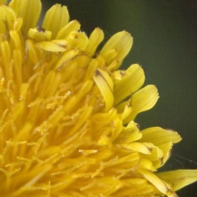 Dandelion [crop]
