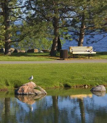 Gull & Bench