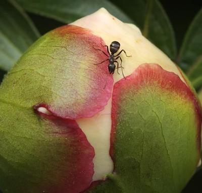 Ant on a Peony Bud