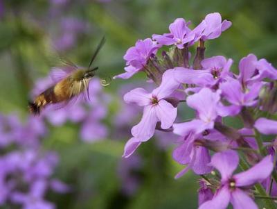 Clearwing Hummingbird Moth 2929