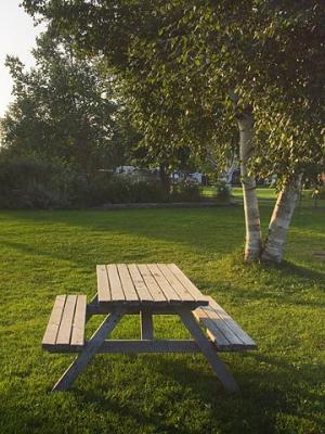 Picnic Table & Birch 5195