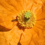 Small Bee on a Dahlia