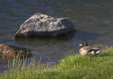 Rocks & Duck