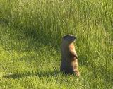 Vigilant Groundhog