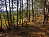 Algonquin Park Outlook 6034