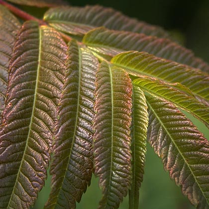 Staghorn Sumac