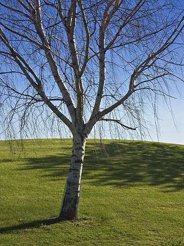 Tree & Shadow