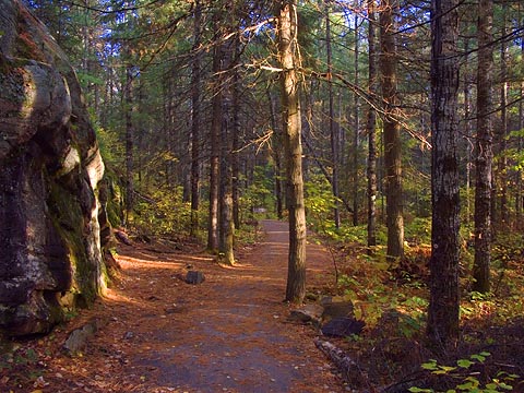 Spruce Bog Trail 6074