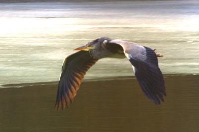 Flying Grey Heron