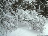 White Branches