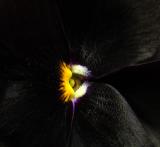 Black Pansy