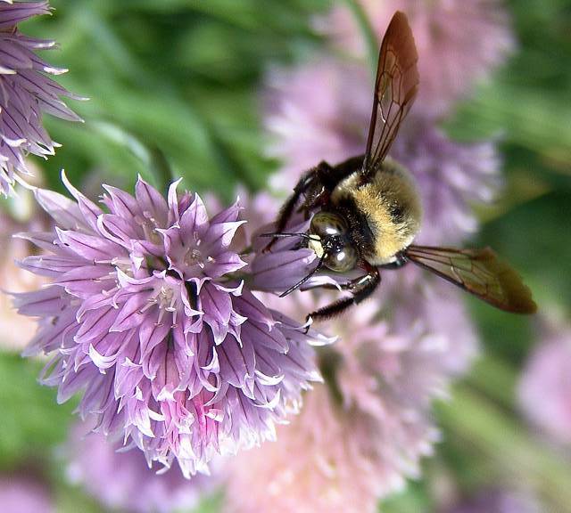 Bee on Chives