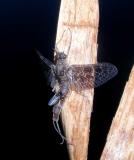 bug eating mayfly cripple2