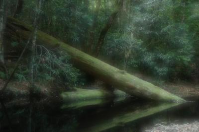 Fallen log, Watagan National park