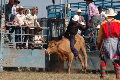 maitland show rodeo #1