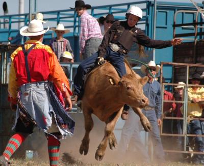 maitland show rodeo #2