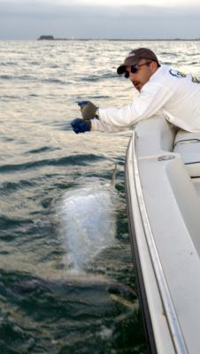 mike-landing-duane's-160lb-tarpon-06-05-04.jpg