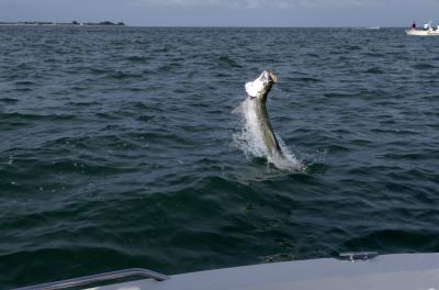 mike-jumping-50lb-tarpon-06-05-04.jpg