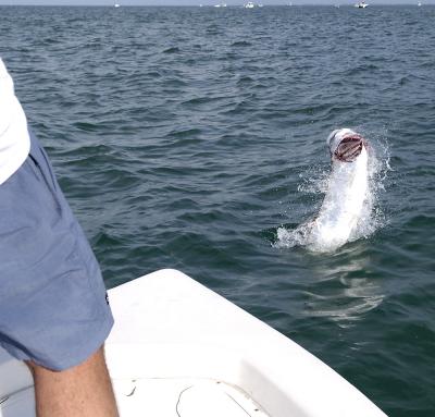 mike-jumping-50lb-tarpon-06-05-04.jpg