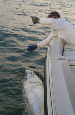 mike-landing-duane's-160lb-tarpon-v2-06-05-04.jpg
