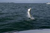 mike-jumping-50lb-tarpon-06-05-04.jpg