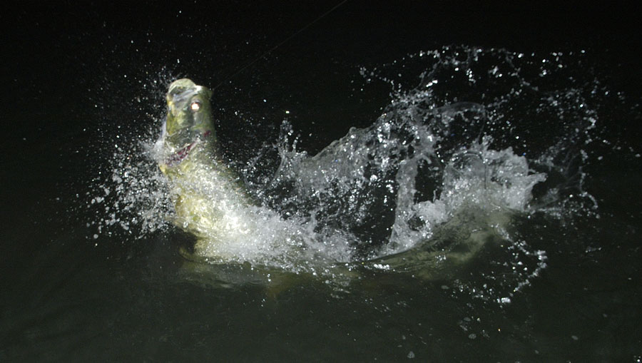 duane-40lb-tarpon-jumping-05-29-04.jpg