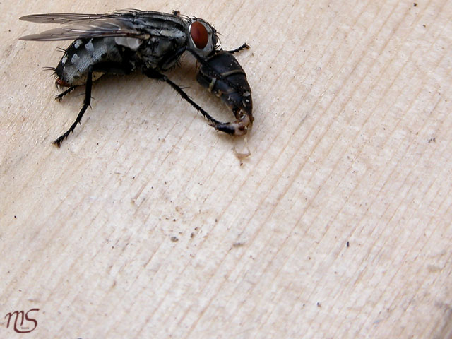 Flys Cream Cone?.jpg