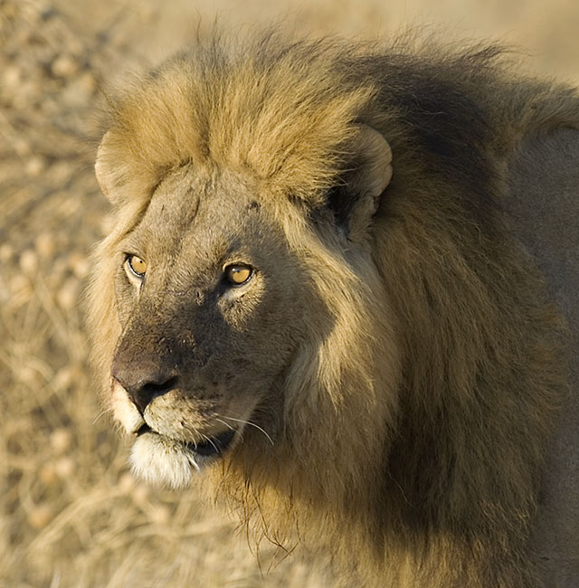 lion in light