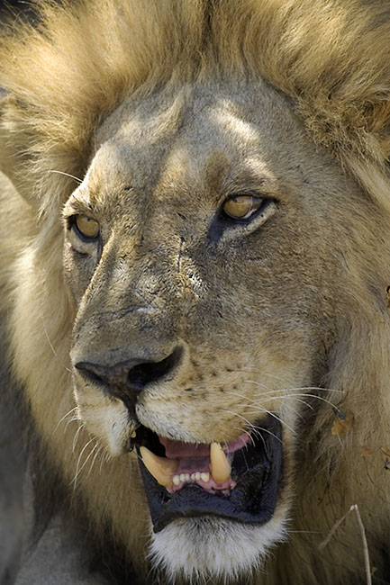 Lion face