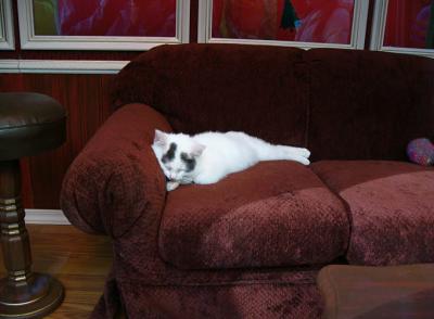 Macy's Kitty on Couch