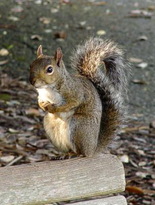 Squirrel on Bench